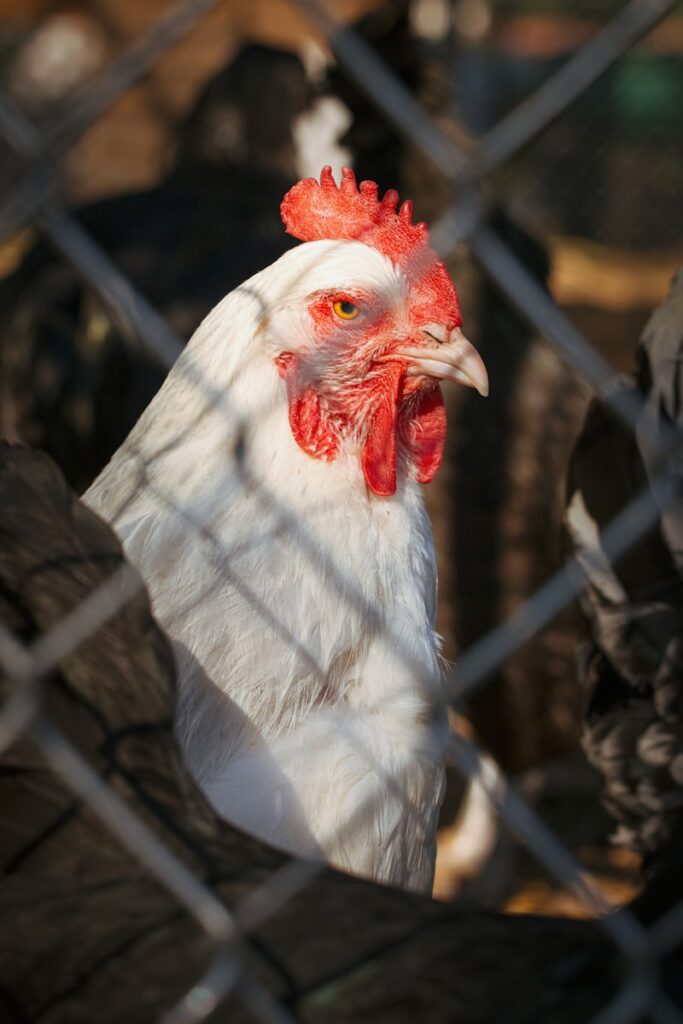 A group of chickens behind a chain link fence